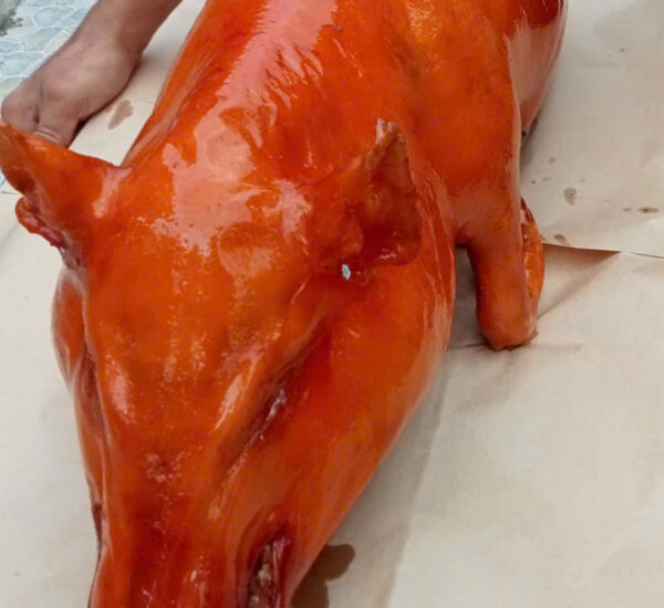 Heo Quay Gây “Nghiện” – Thử Là Dính!