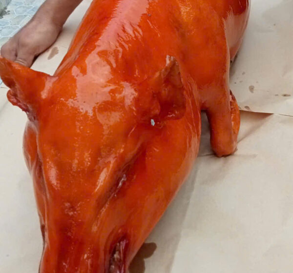 Heo Quay Gây “Nghiện” – Thử Là Dính!