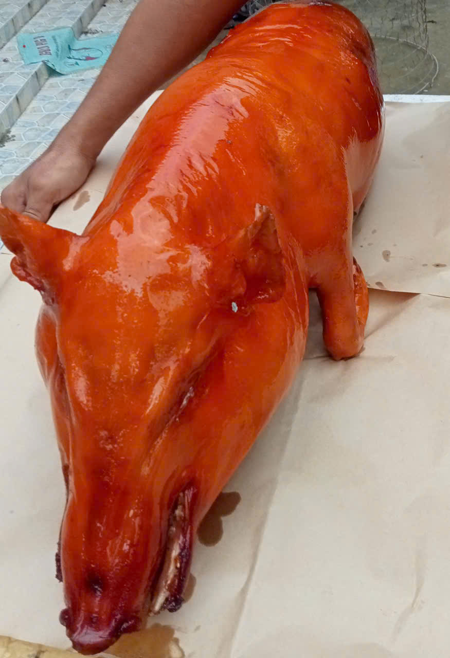Heo Quay Gây “Nghiện” – Thử Là Dính!